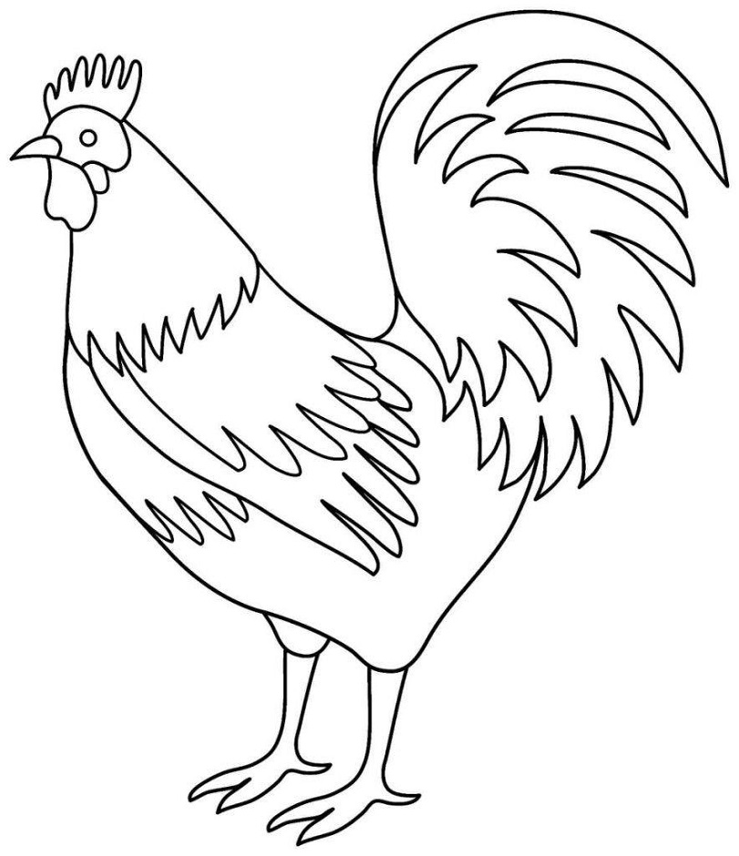 Rooster
