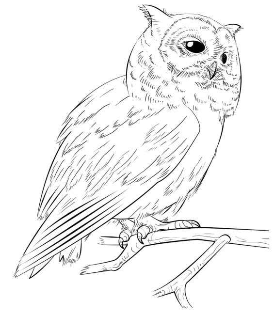 Owl On Branch Coloring Game Owl On Branch