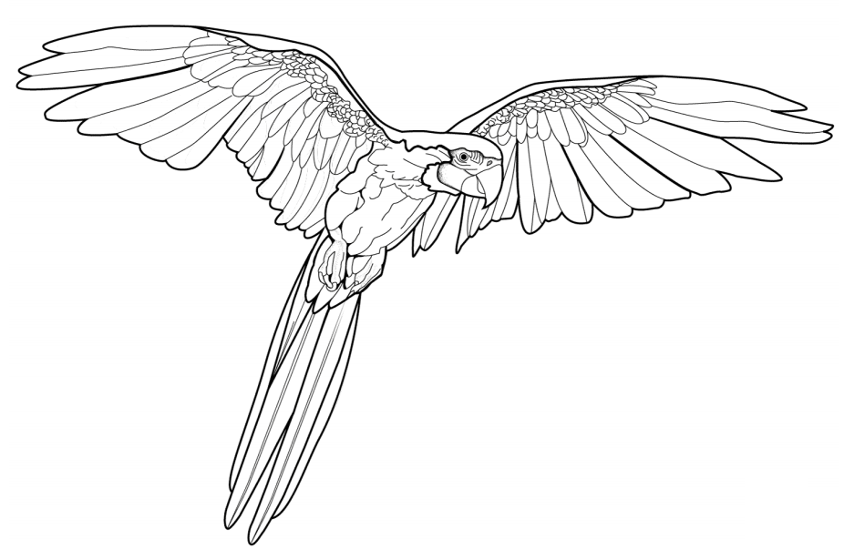 Macaw Flying Coloring Game Macaw Flying