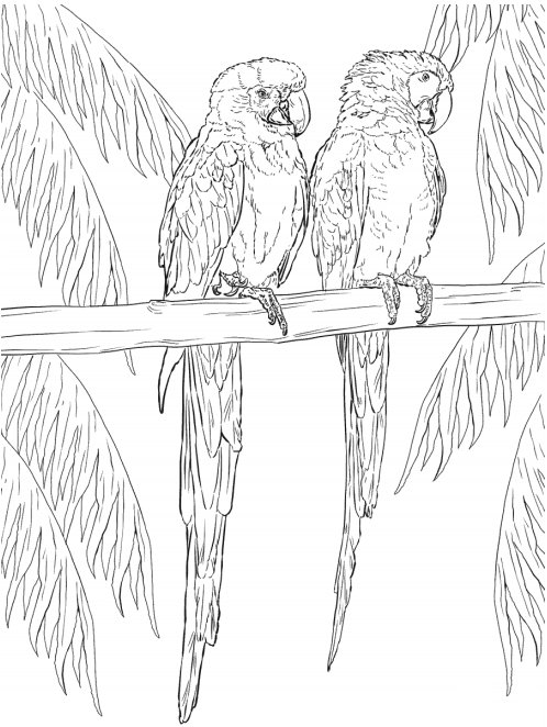 Two Macaw Parrots Coloring Game Two Macaw Parrots