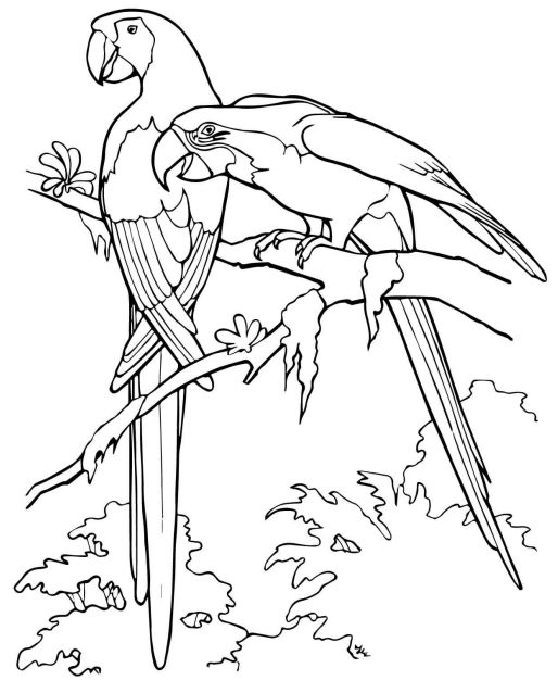 Scarlet Macaw Parrots Coloring Game Scarlet Macaw Parrots