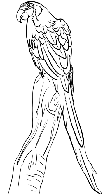 Macaw On Branch Coloring Game Macaw On Branch