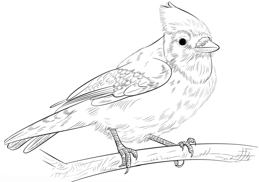 Blue Jays Coloring Game Blue Jays