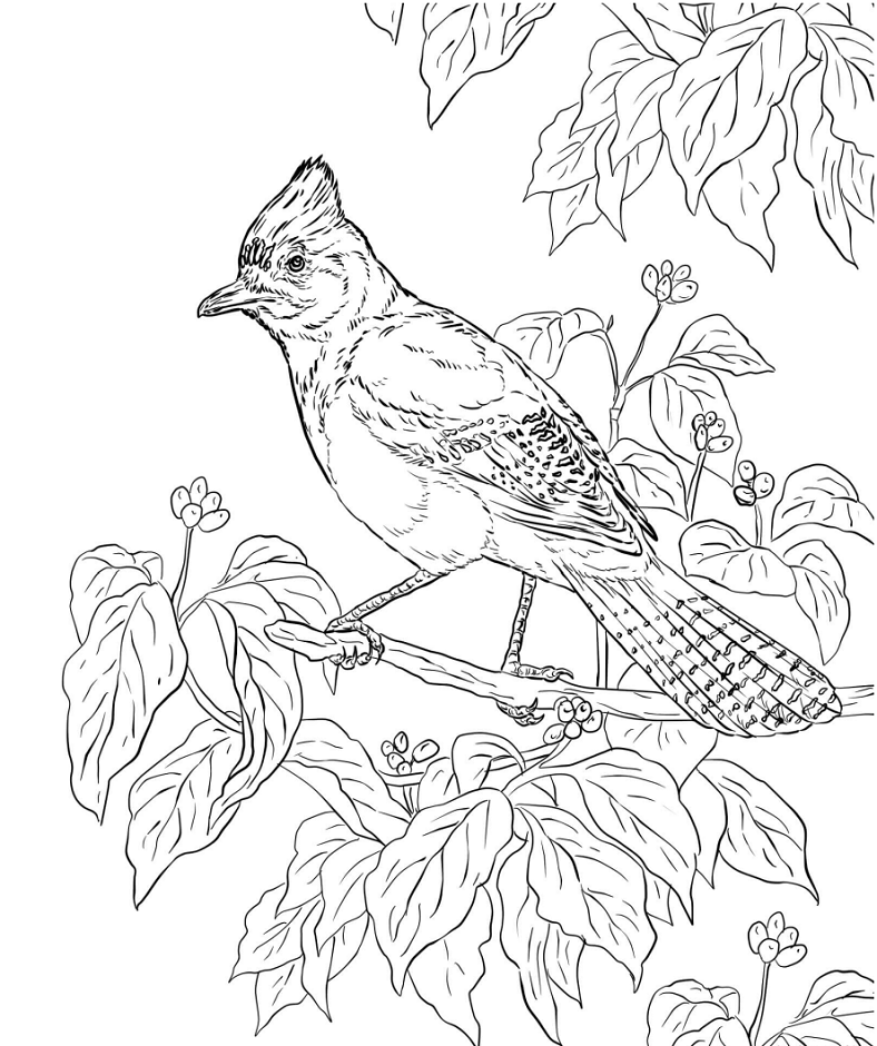 Jays On Branch Coloring Game Jays On Branch