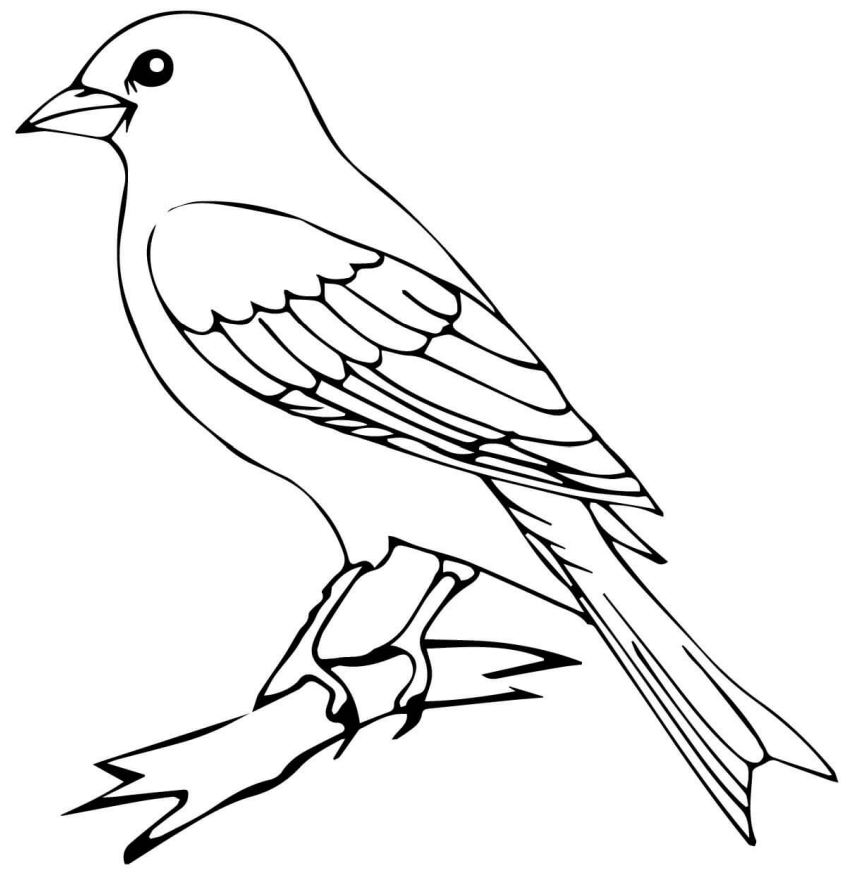 Canary Bird Coloring Game Canary Bird