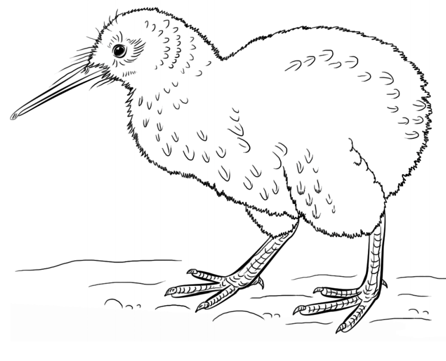 A Kiwi Bird Coloring Game A Kiwi Bird