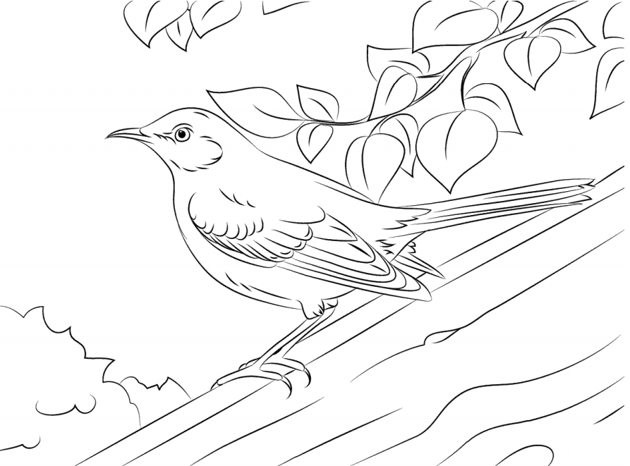 Mockingbird On Tree Trunk Coloring Game Mockingbird On Tree Trunk
