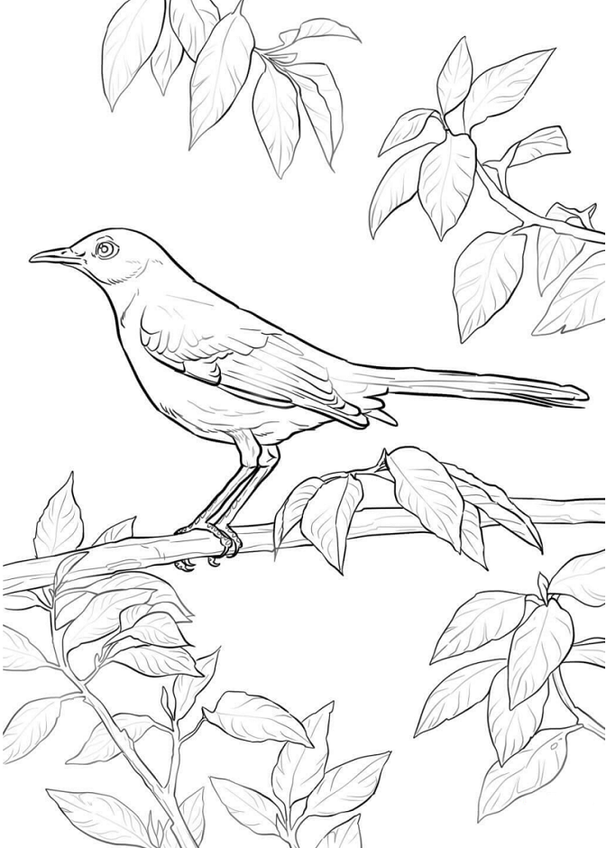 Mockingbird On Branch Coloring Game Mockingbird On Branch