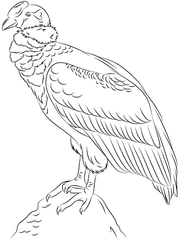 Condor On A Rock Coloring Game Condor On A Rock