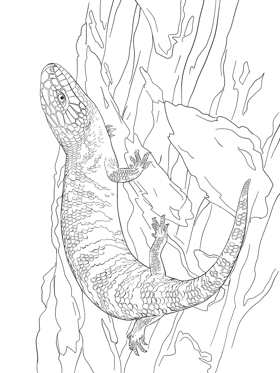 Eastern Blue Tongue Shink