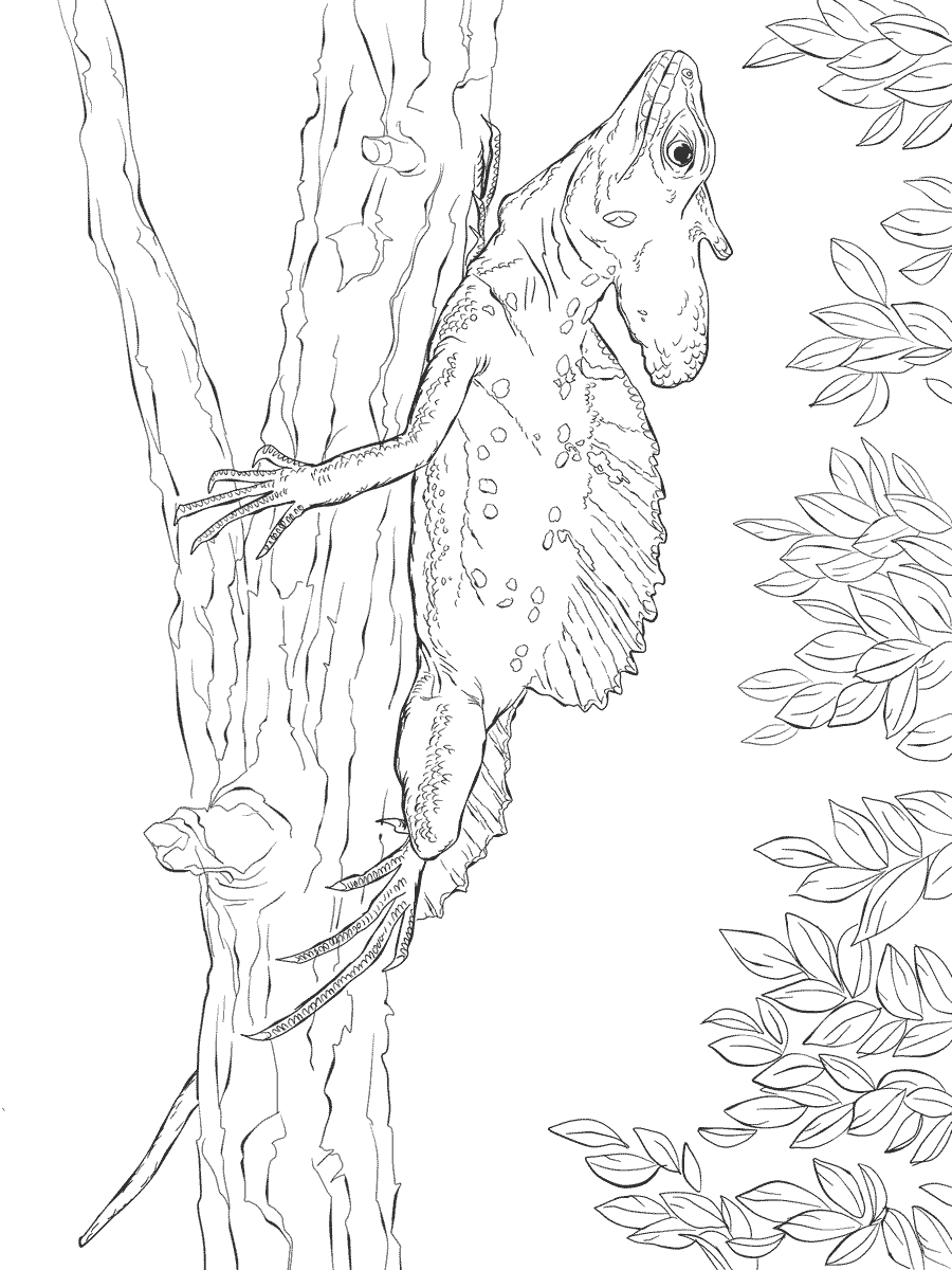 Common Basilisk Lizard