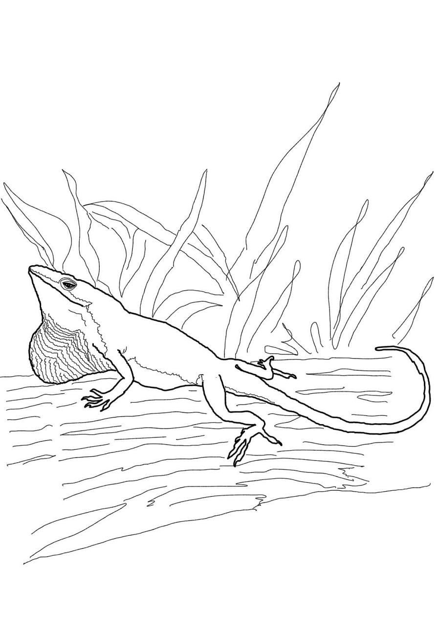 Lizard