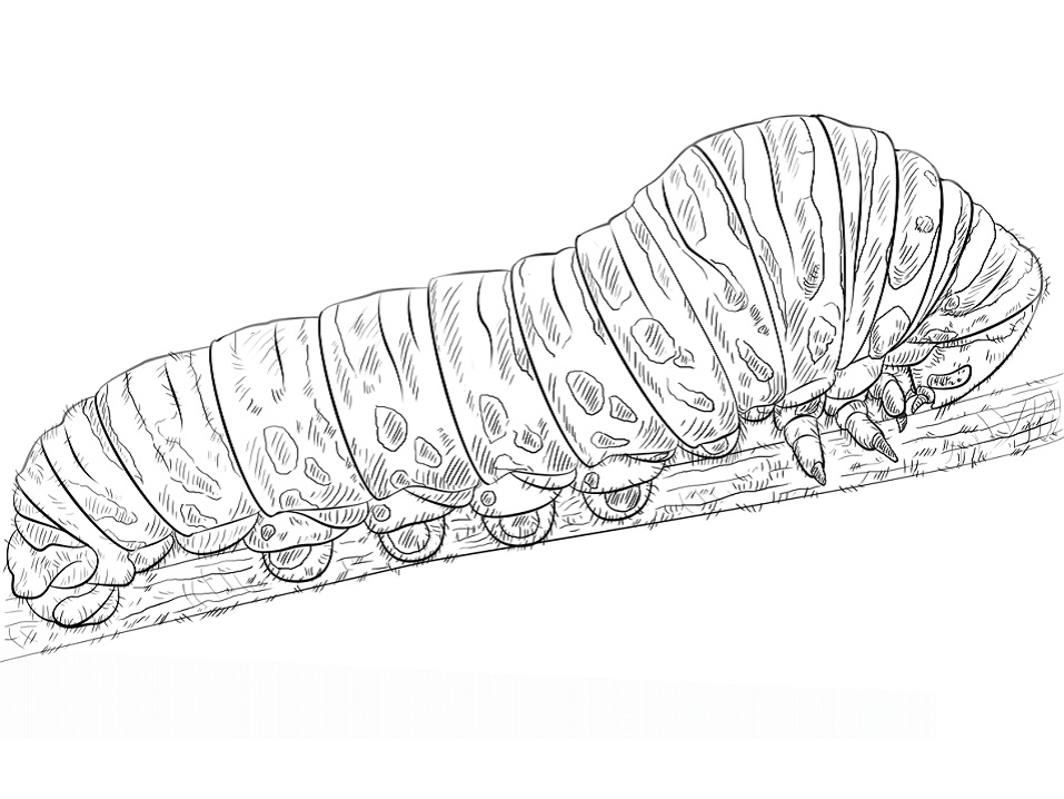 Swallowtail Caterpillar