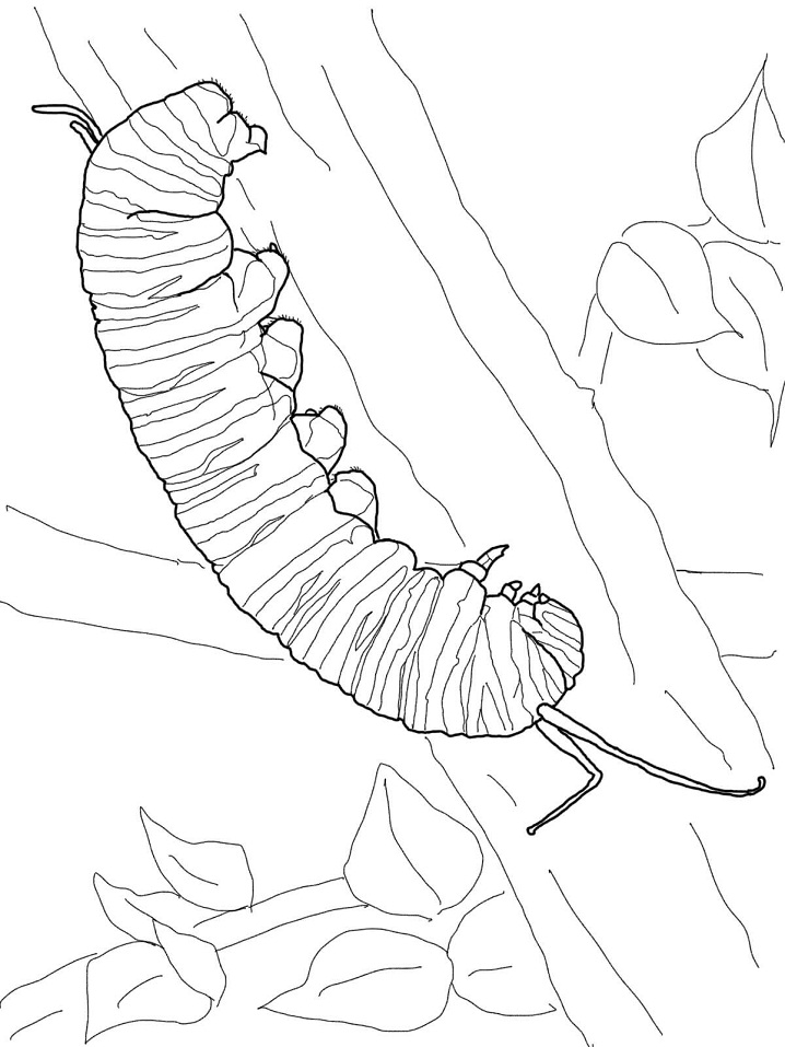 Monarch Caterpillar Coloring Game Monarch Caterpillar