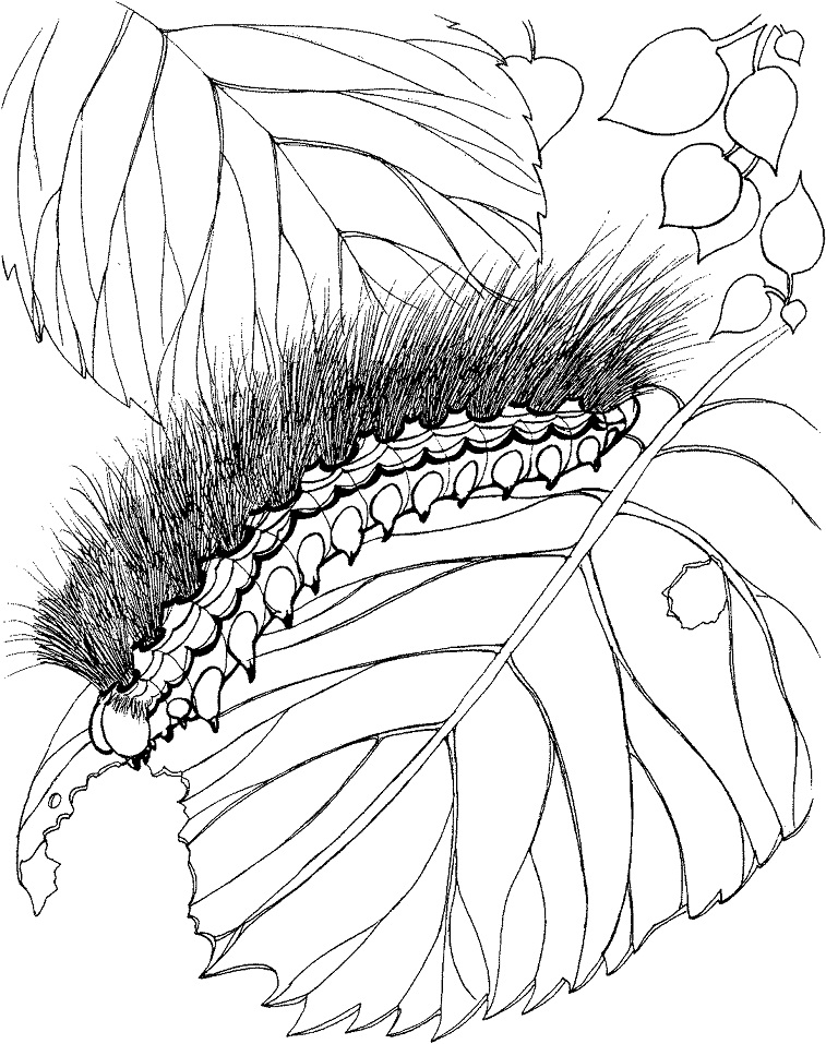 Woolly Bear Caterpillar Coloring Game Woolly Bear Caterpillar