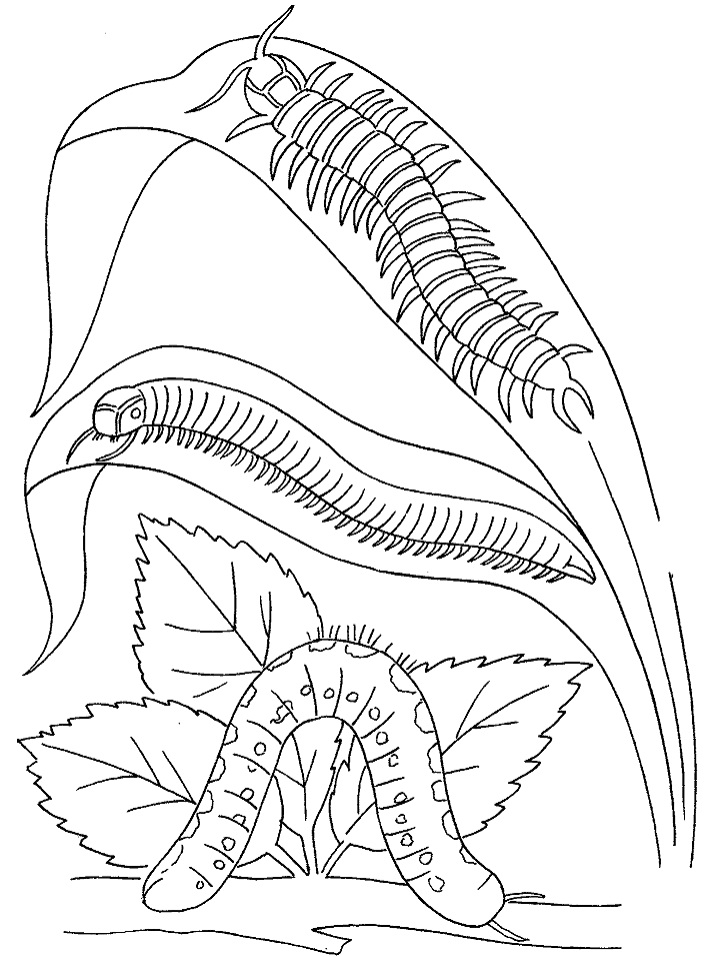 Caterpillar and Centipedes Coloring Game Caterpillar and Centipedes