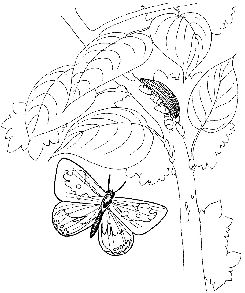Caterpillar