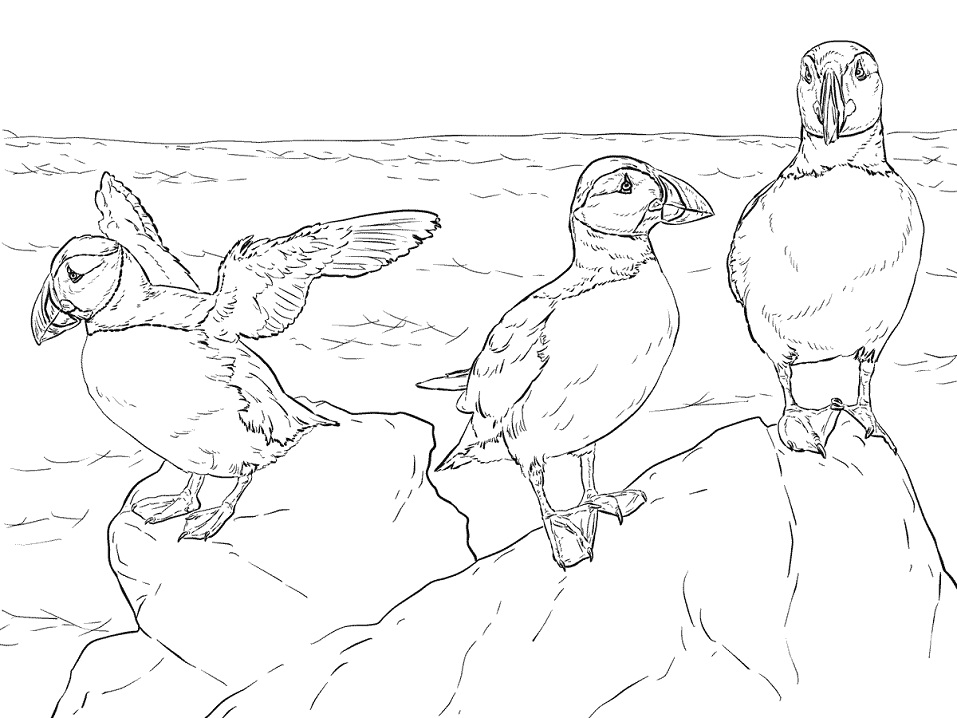 Realistic Atlantic Puffins