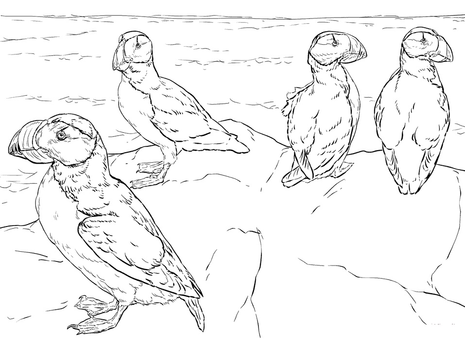 Horned Puffins