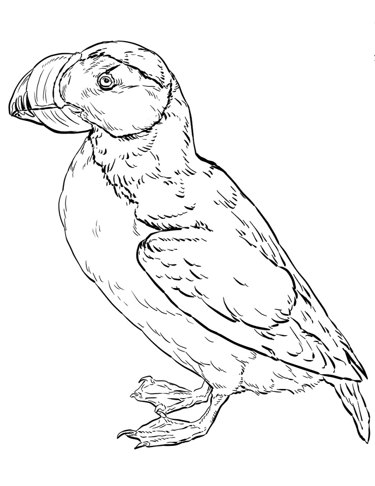 Puffin