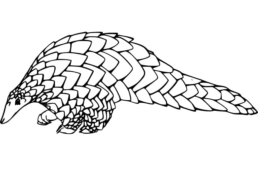 Adorable Pangolin