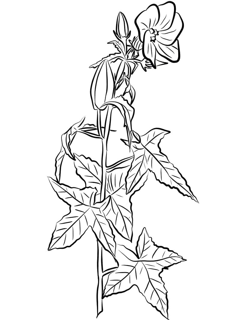 Annual Hibiscus Coloring Game Annual Hibiscus
