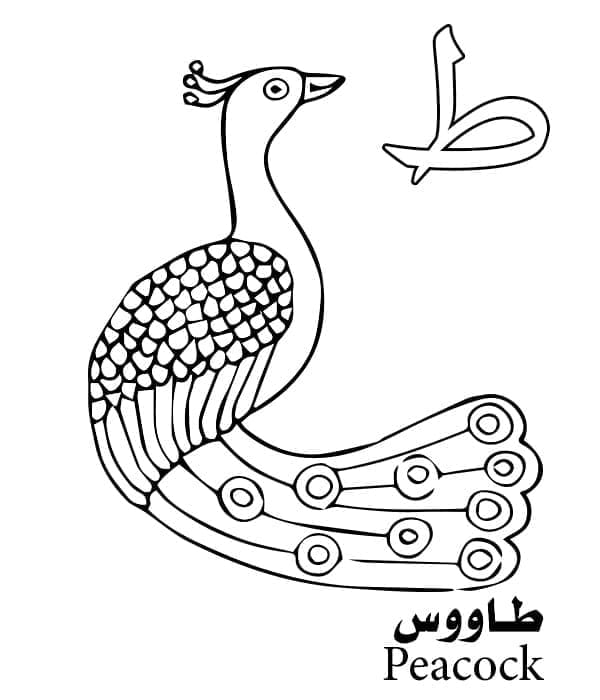Arabic Alphabet Letter ط is for Peacock