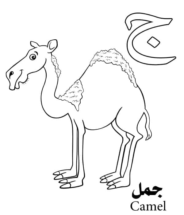 Arabic Alphabet Letter ج is for Camel