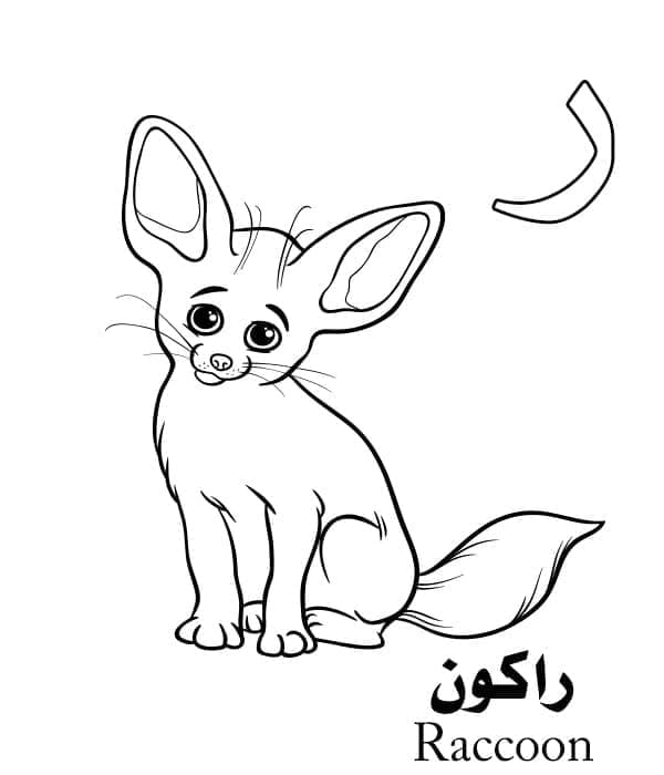 Arabic Alphabet Letter ر is for Raccoon