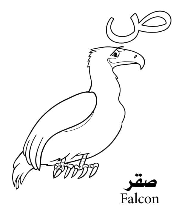 Arabic Alphabet Letter ص is for Falcon
