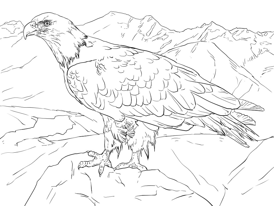 Bald Eagle from Alaska Coloring Game Bald Eagle from Alaska