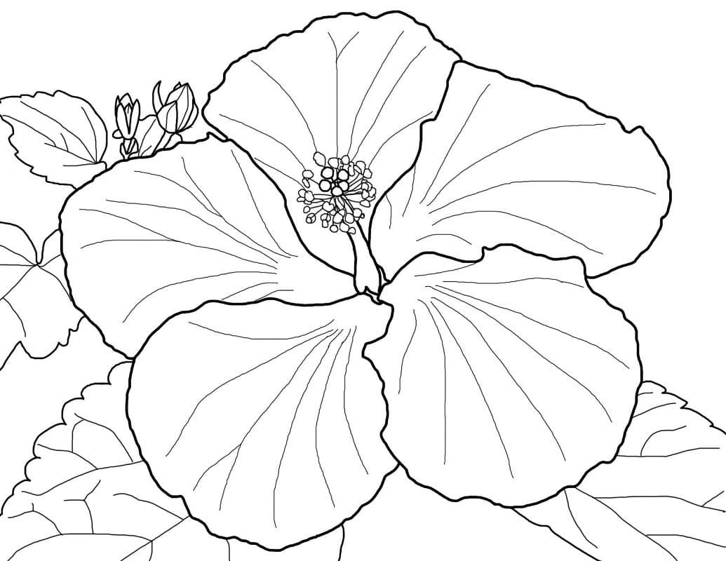 Beautiful Hibiscus 1 Coloring Game Beautiful Hibiscus 1