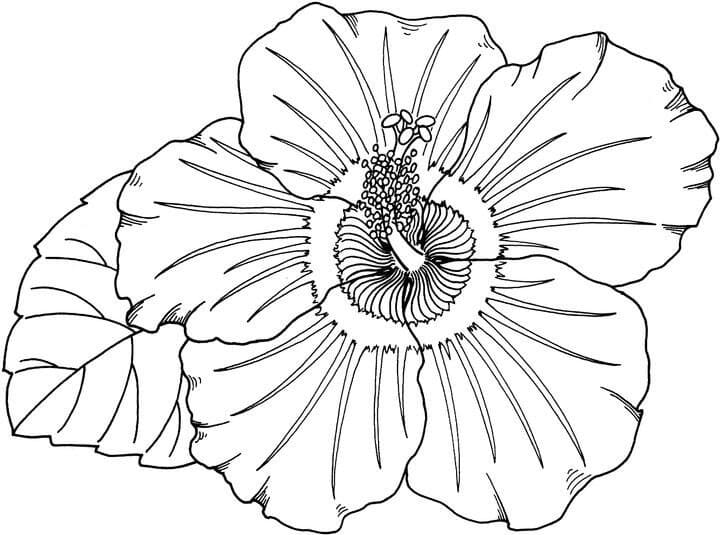 Beautiful Hibiscus Coloring Game Beautiful Hibiscus