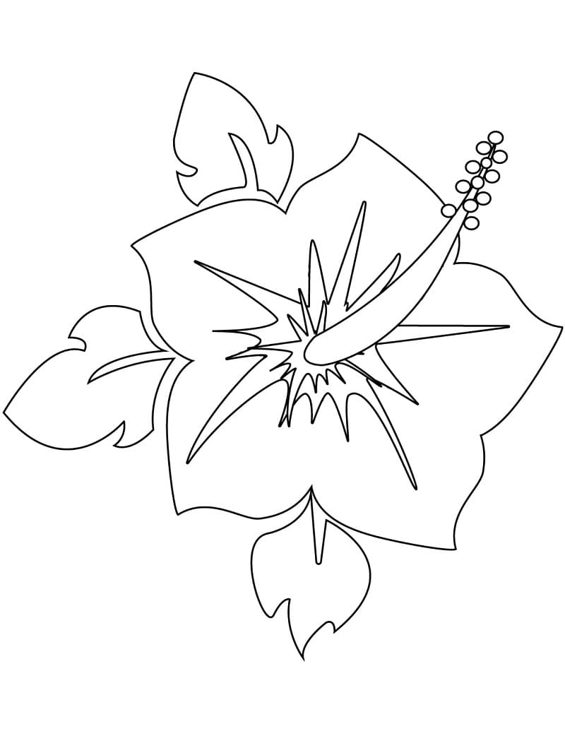 Blooming Hibiscus Coloring Game Blooming Hibiscus