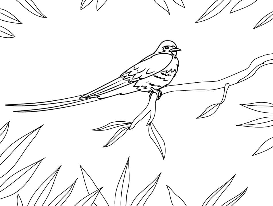 Blue Swallow Coloring Game Blue Swallow