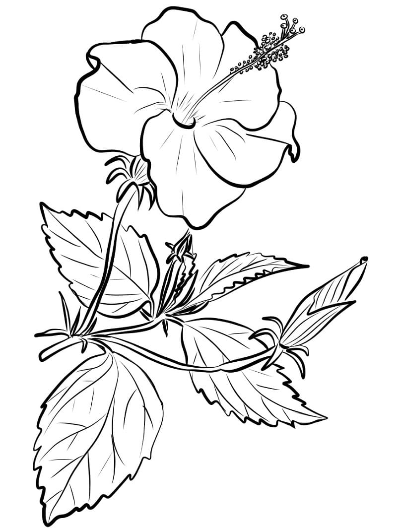 Chinese Hibiscus Coloring Game Chinese Hibiscus