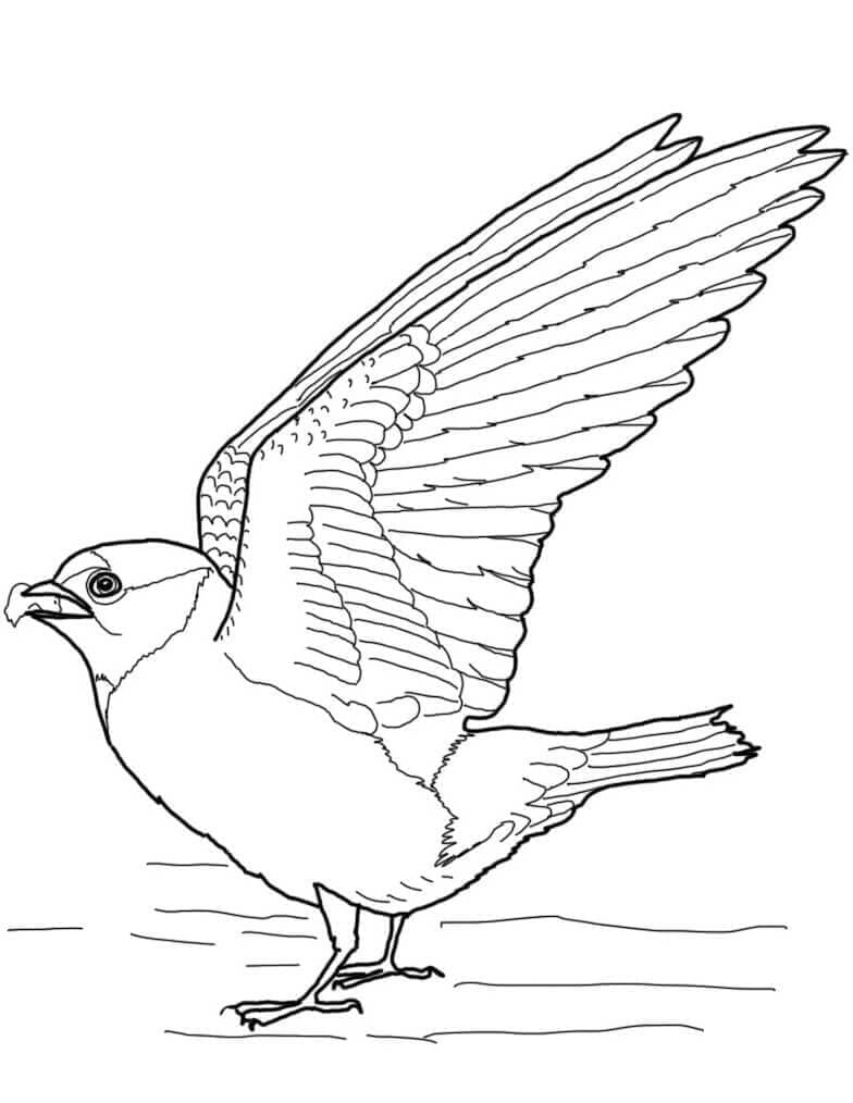 Cliff Swallow 1 Coloring Game Cliff Swallow 1