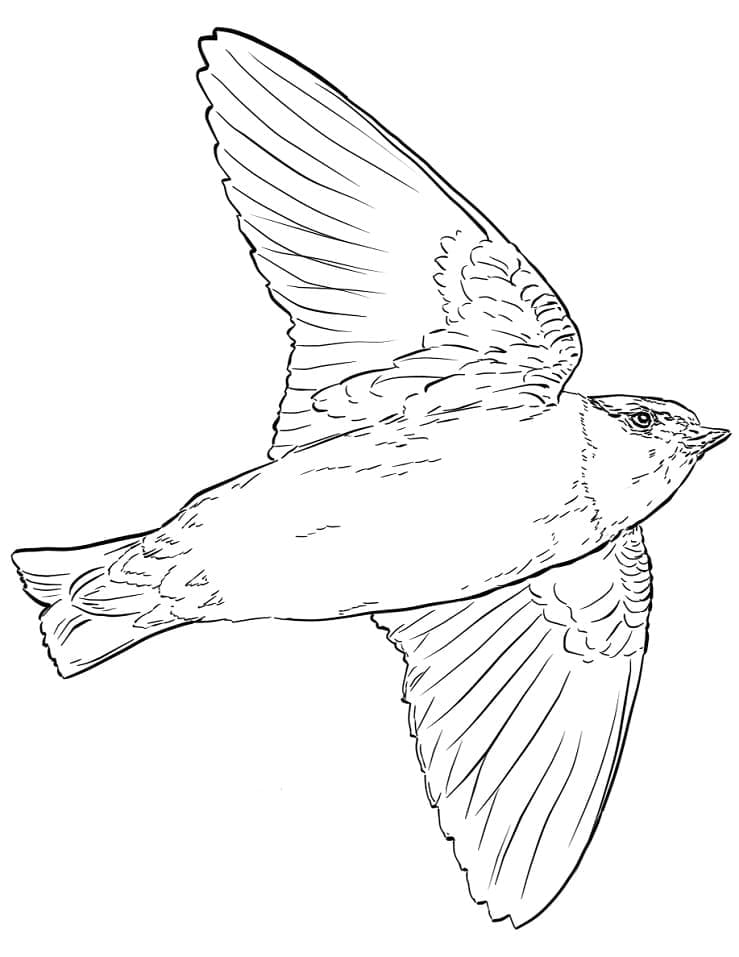 Cliff Swallow Coloring Game Cliff Swallow