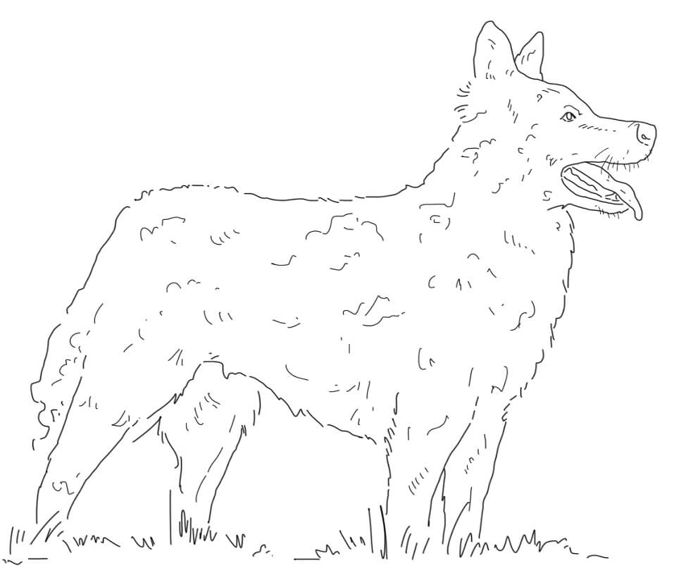 Croatian Sheepdog Coloring Game Croatian Sheepdog