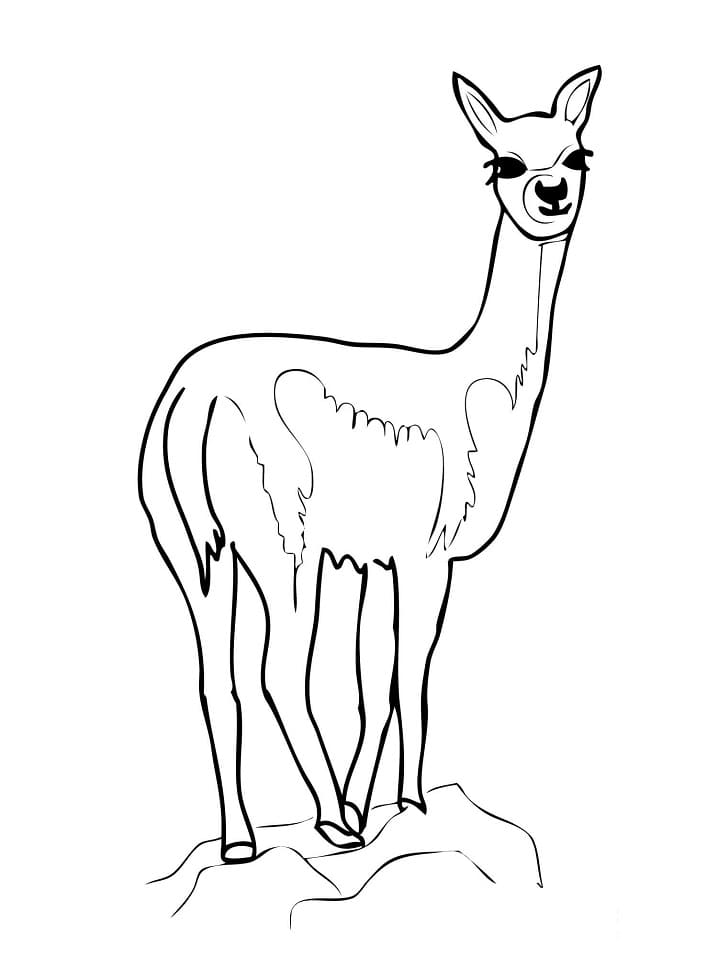 Cute Vicuna
