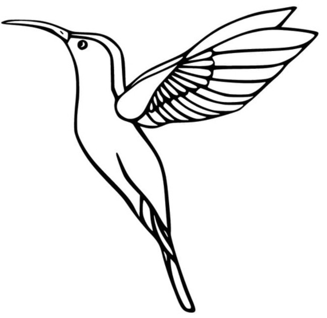 Drawing of Hummingbird basic