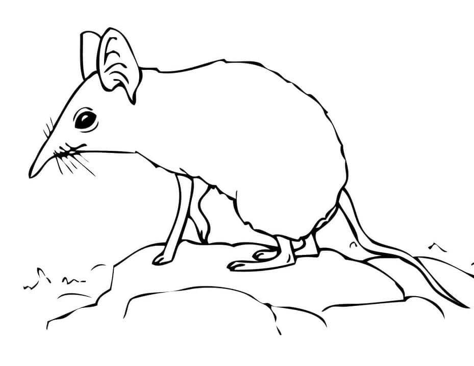 Elephant Shrew