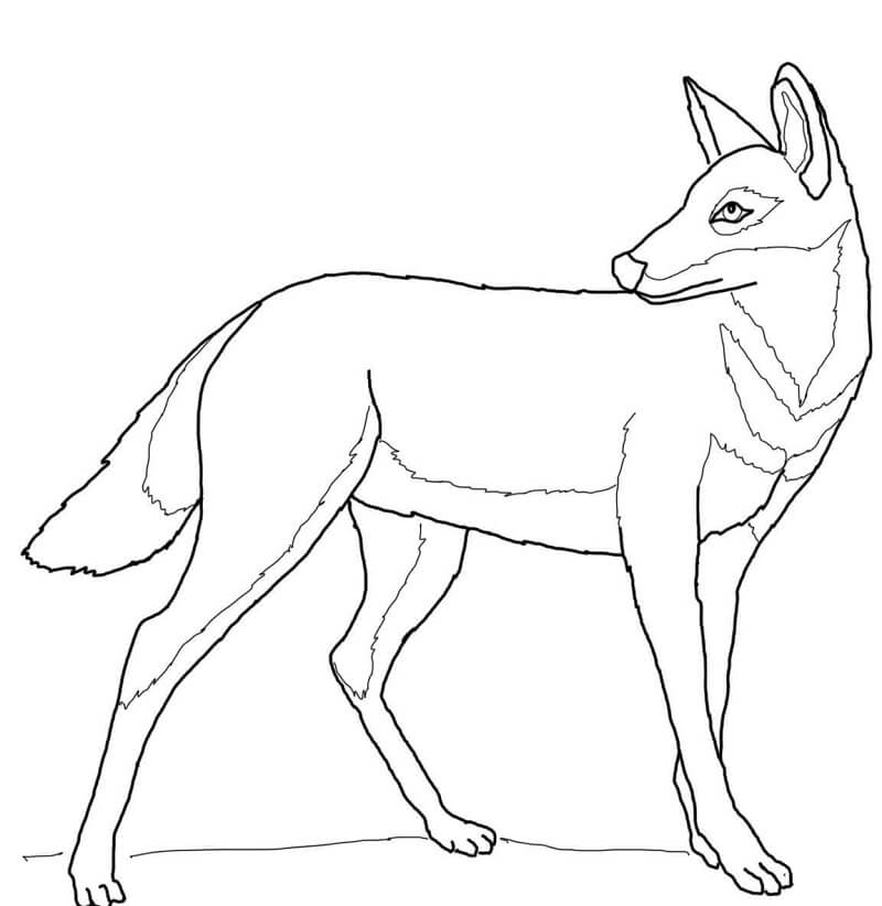 Ethiopian Wolf