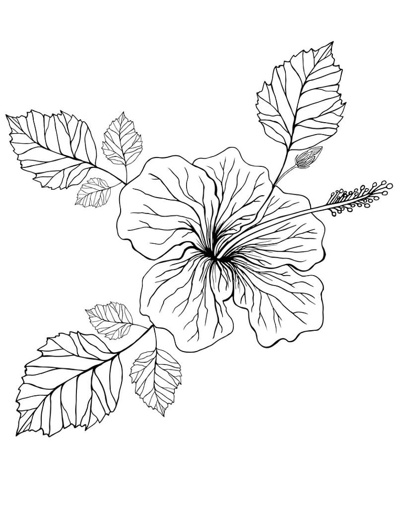 Flower Hibiscus Coloring Game Flower Hibiscus