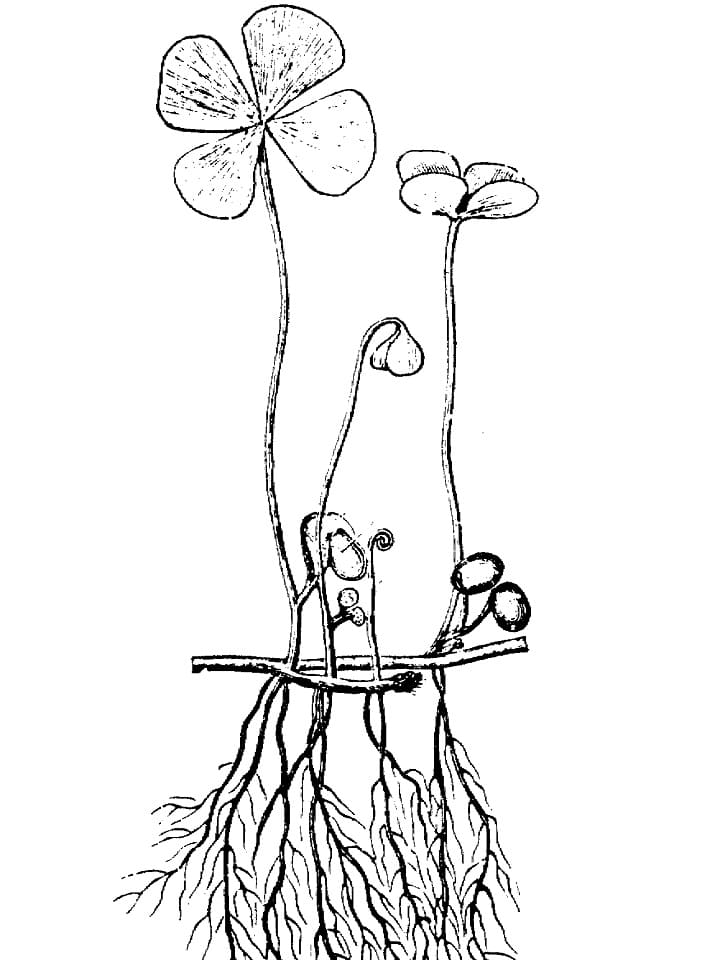 Four-leaf Clover Coloring Game Four-leaf Clover