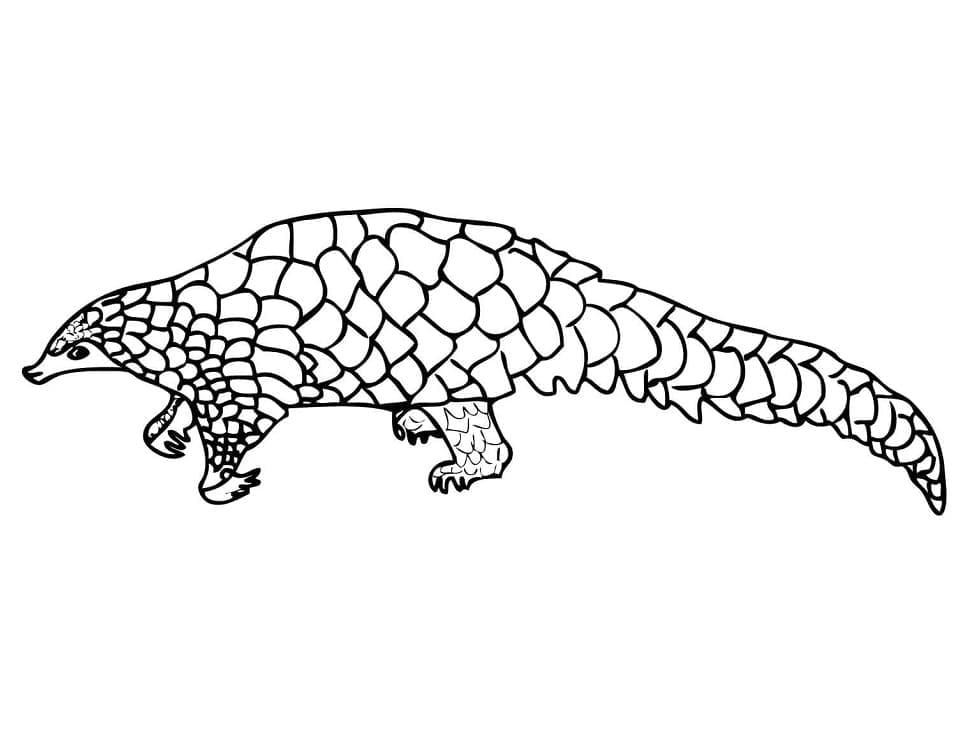 Free Pangolin