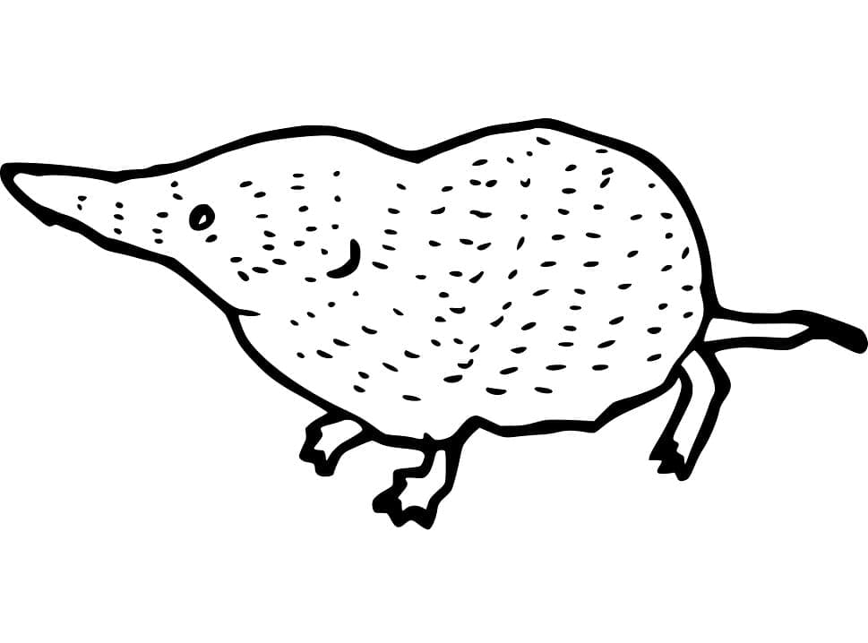 Free Printable Shrew
