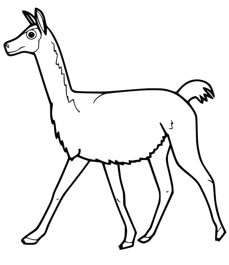 Funny Vicuna