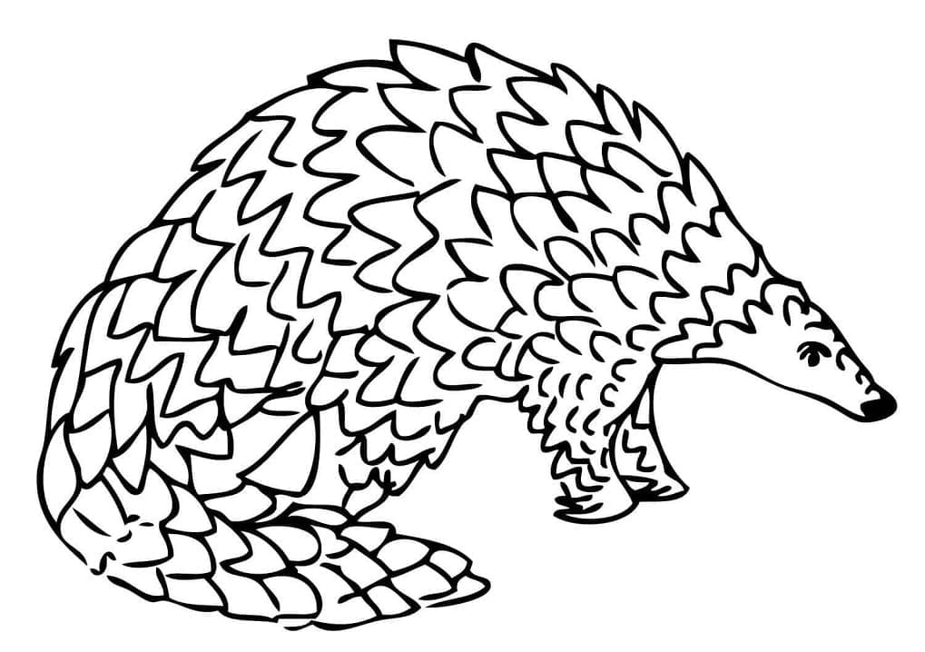 Giant Pangolin