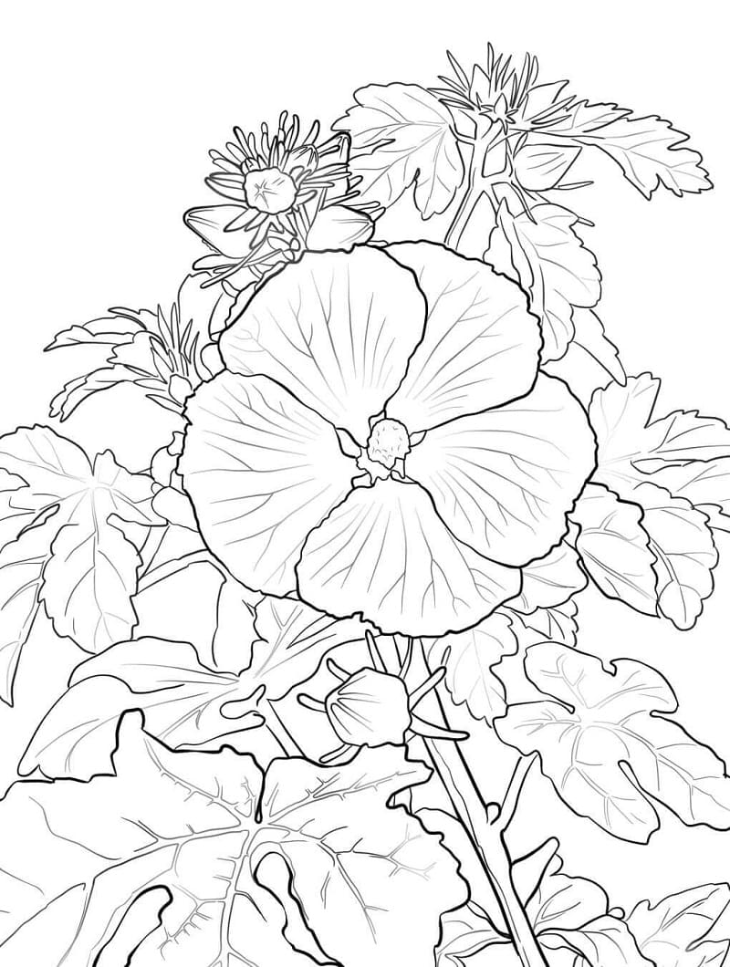 Hawaiian Hibiscus Coloring Game Hawaiian Hibiscus